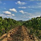 la saison des vendanges est arrivée .....