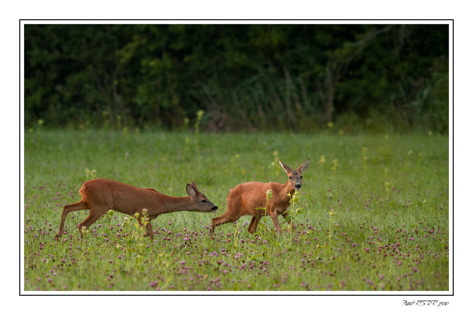 La saisons des amours