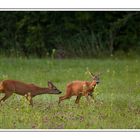 La saisons des amours