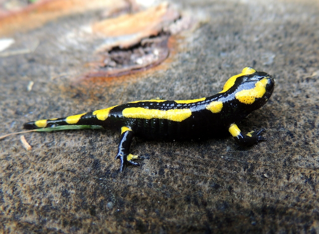 La salamandre mythique animal.