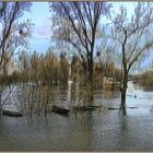 La Saône en crue