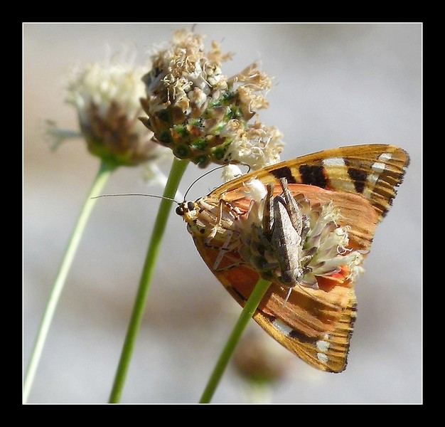 *la sauterelle & le papillon*