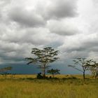 La savane africaine sous l'orage.