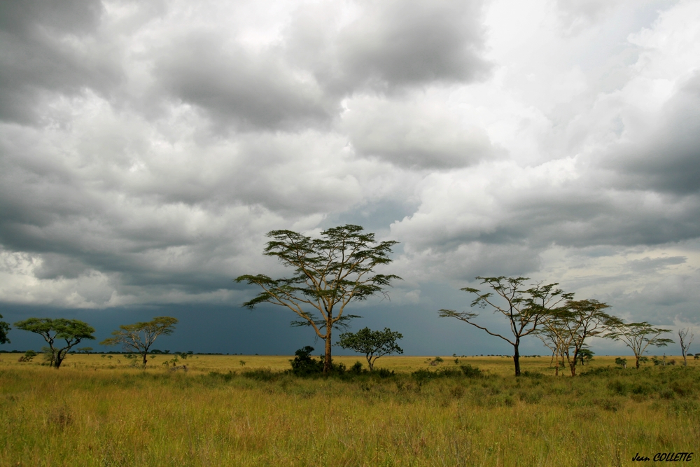 La savane africaine sous l'orage.