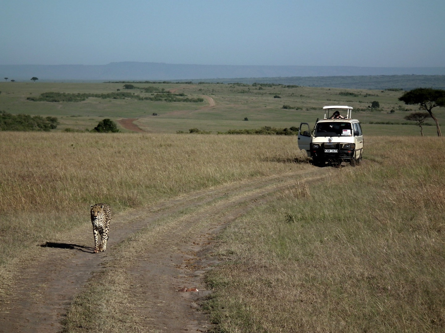 La savane