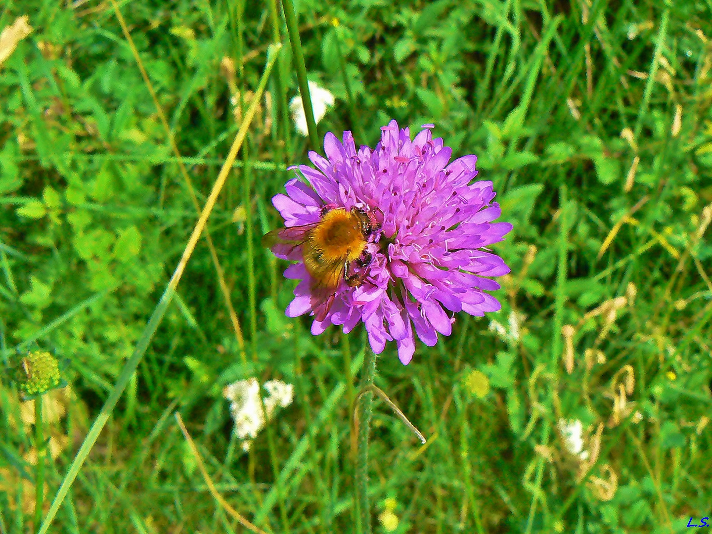 La Scabieuse et le Bourdon roux.