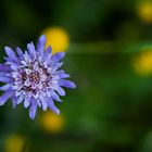 La Scabiosa