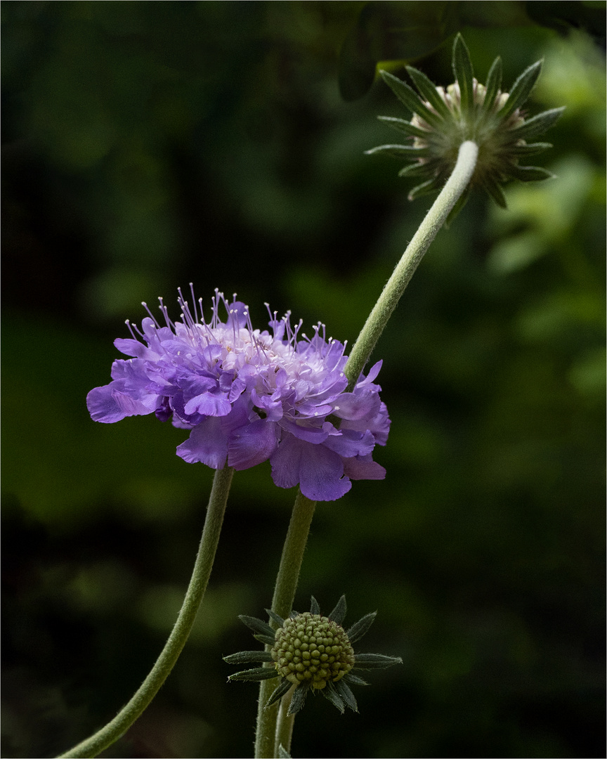 la Scabiosa  .....