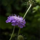 la Scabiosa  .....