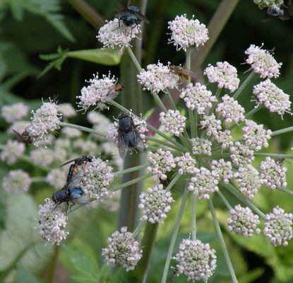 La scampagnata degli insetti