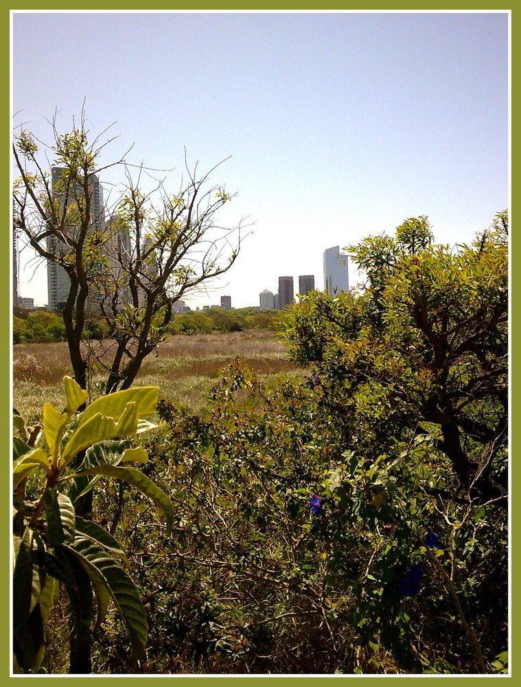 La selva en la ciudad