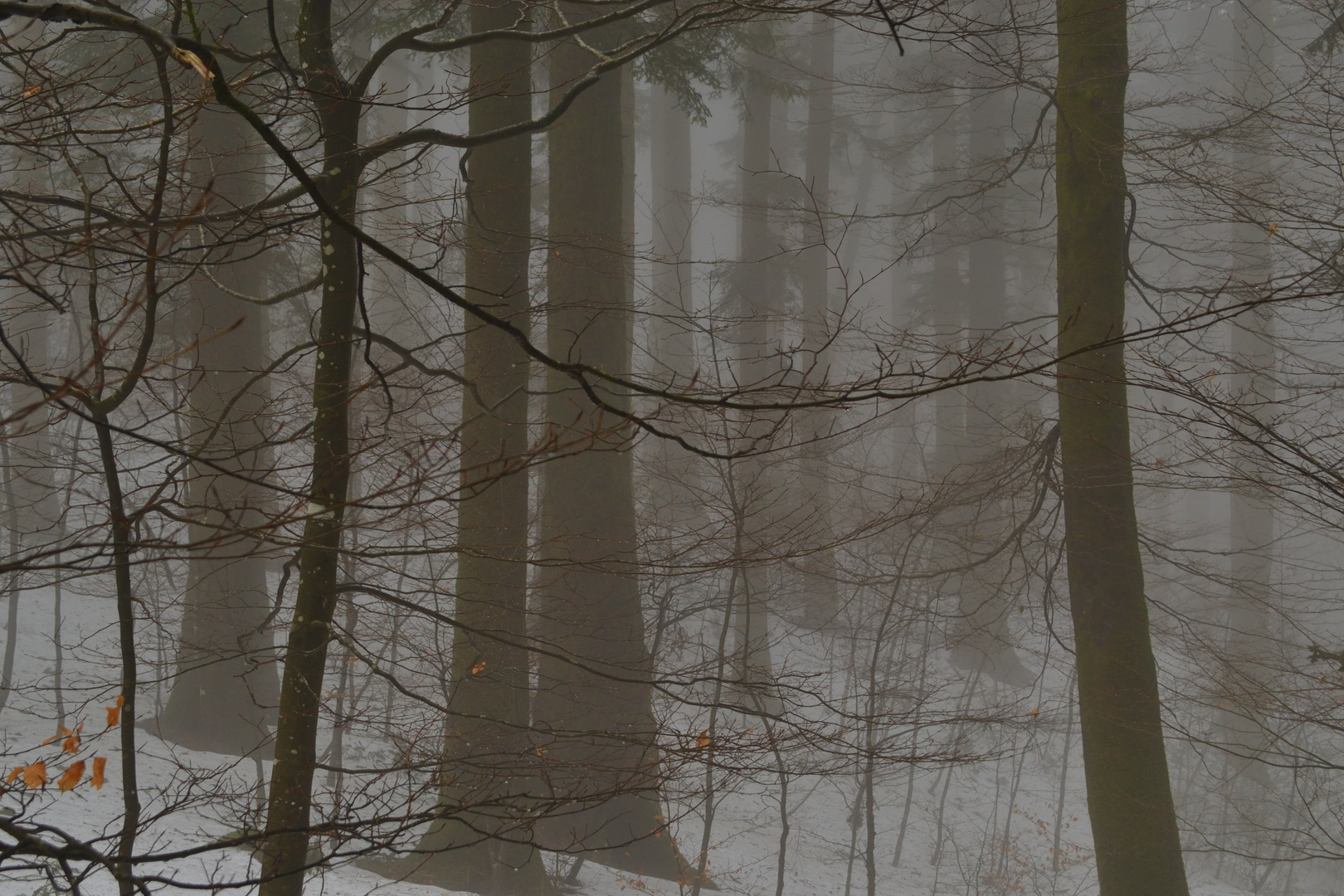 La selva nella nebbia gelida (Monti delle Serre, Calabria