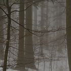 La selva nella nebbia gelida (Monti delle Serre, Calabria