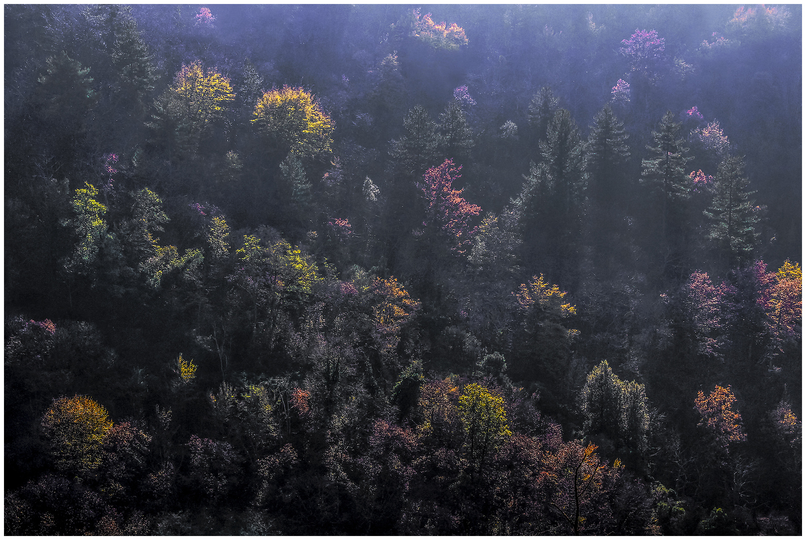 La selva oscura