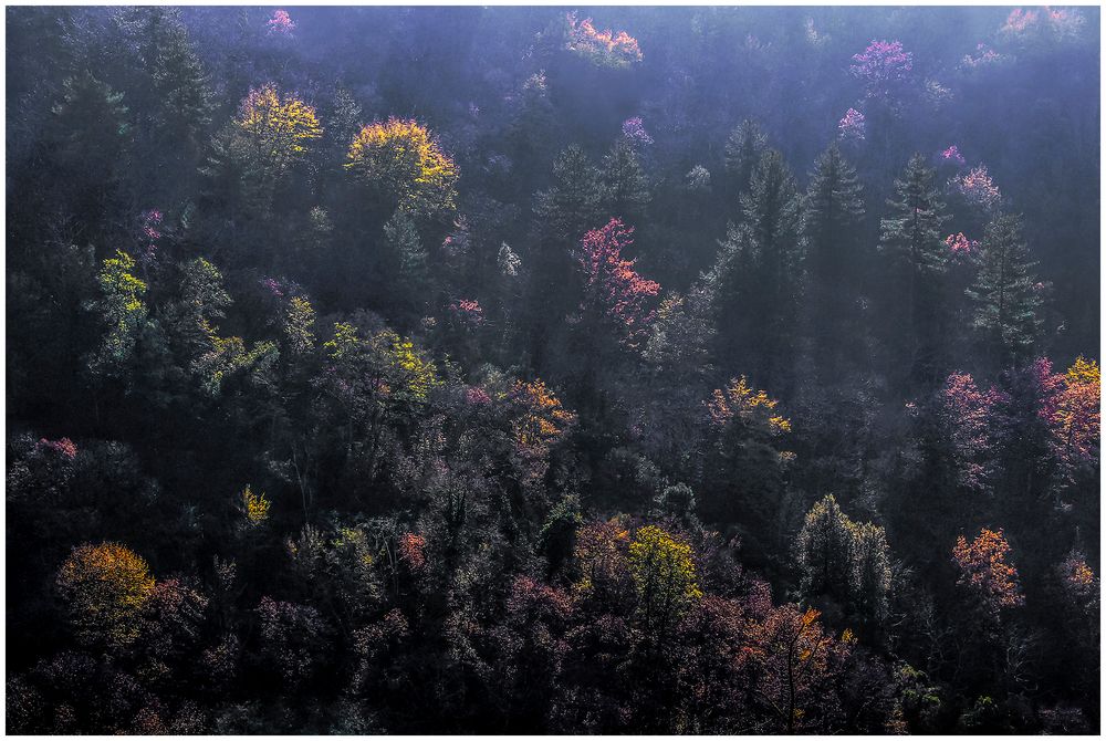 La selva oscura