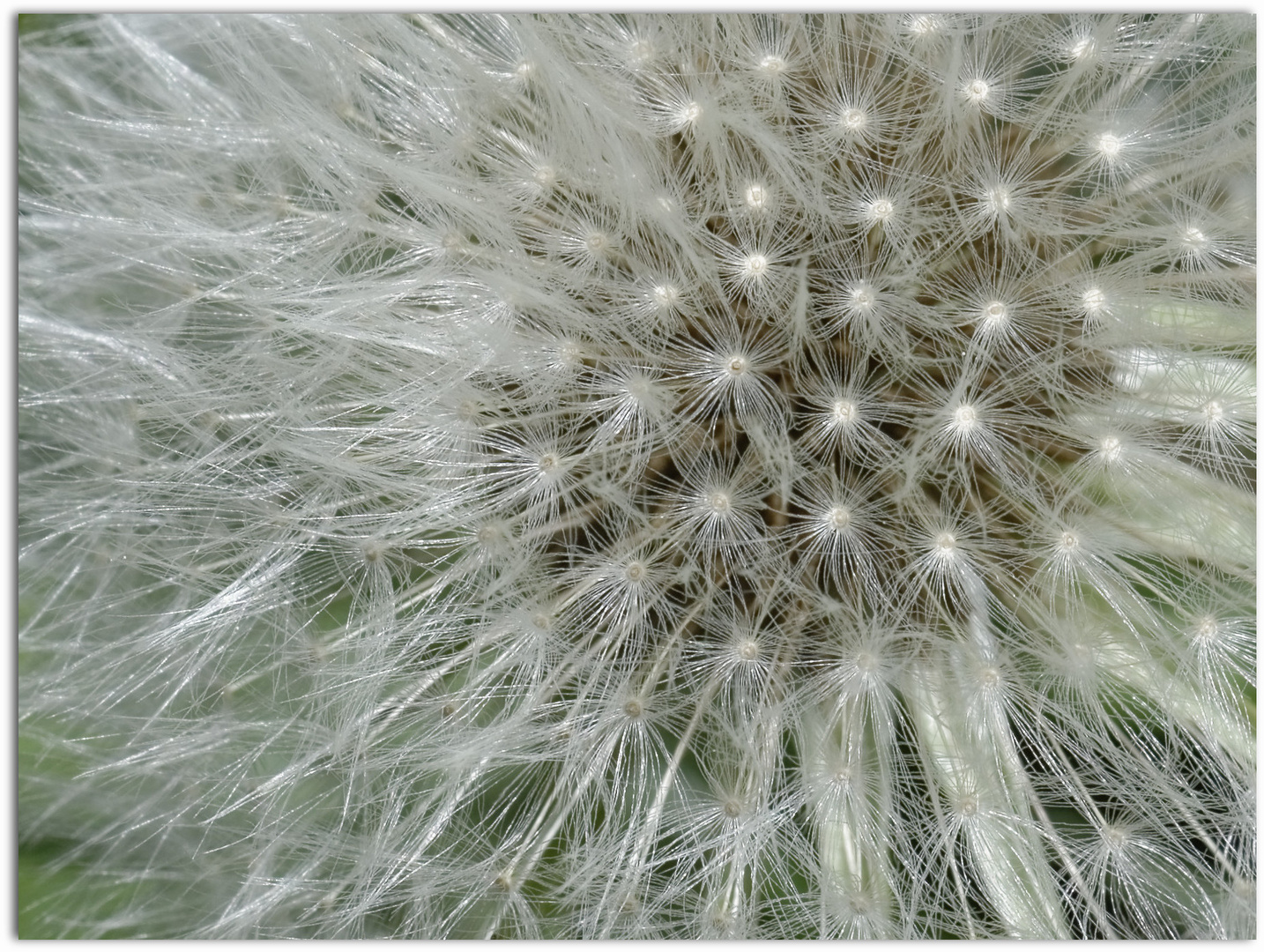 La semeuse... photo et image macro nature, macro fleurs, macros