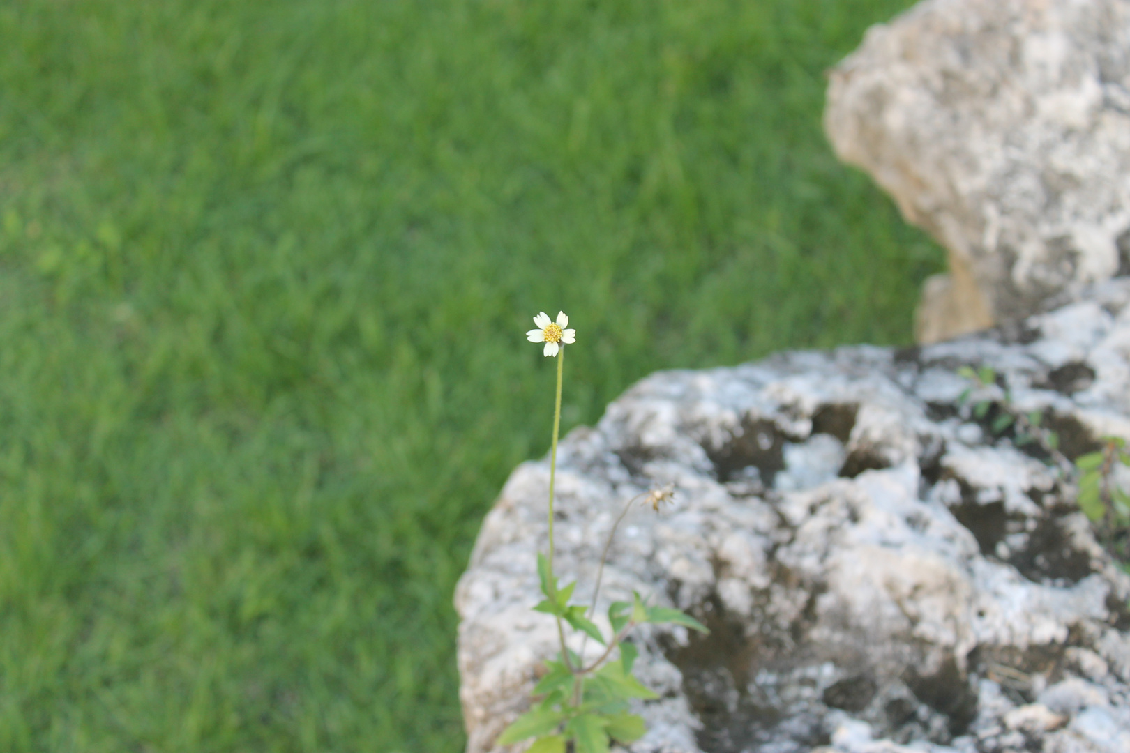 La sencillo en la bellaza.