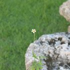 La sencillo en la bellaza.