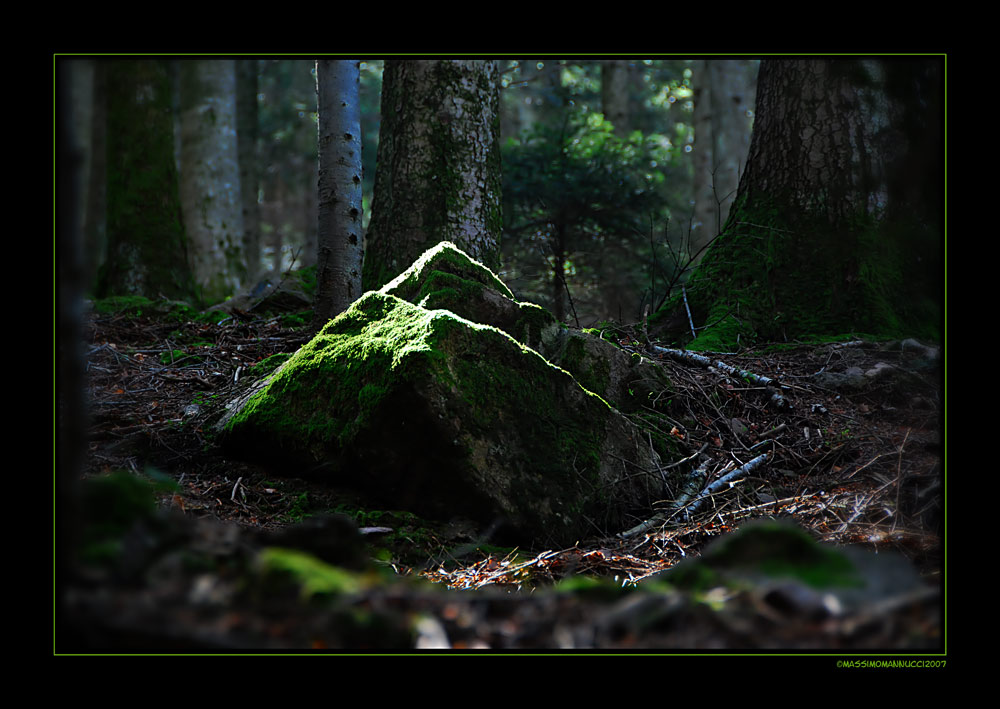 La sensuale luce del bosco...