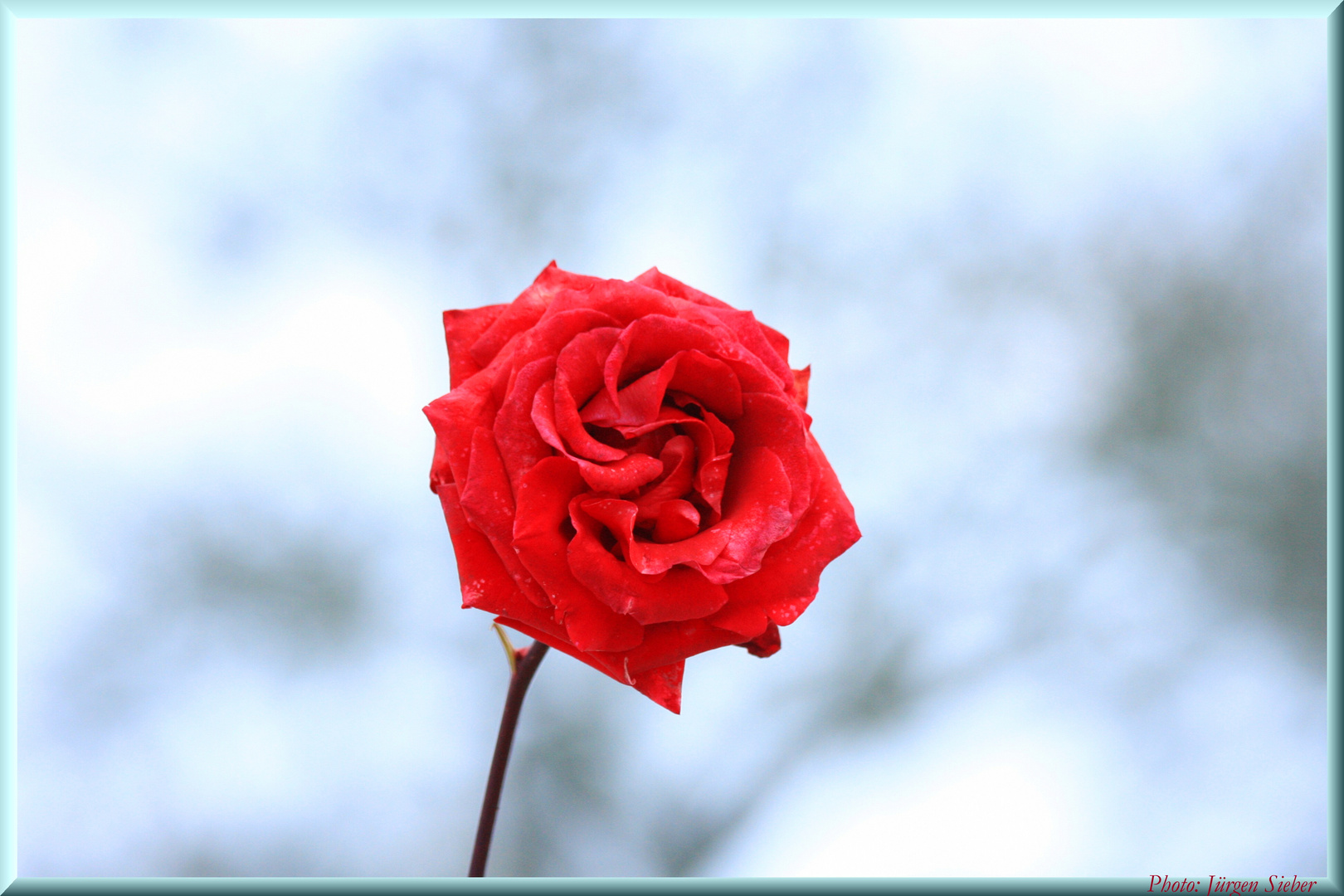 la senteur des roses