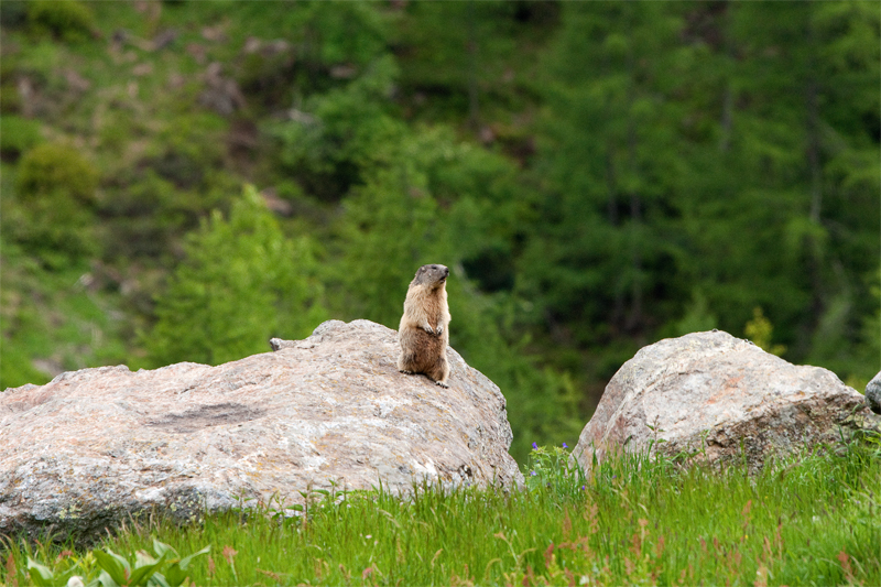 La sentinella.