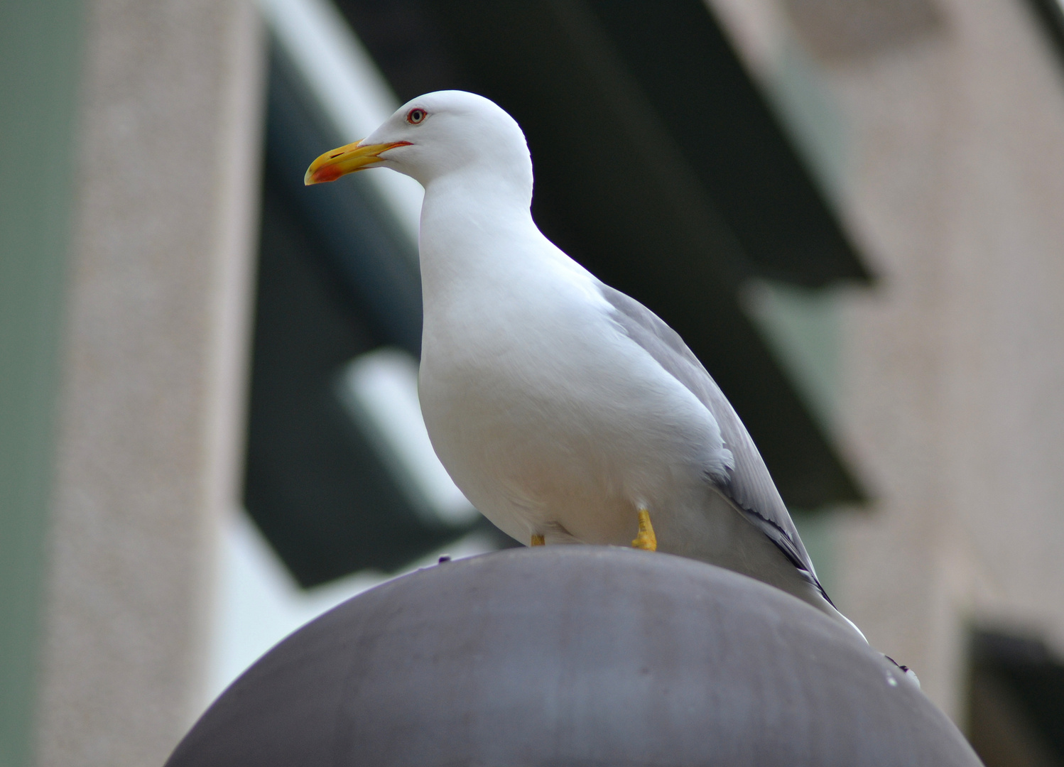 La "Sentinella" 