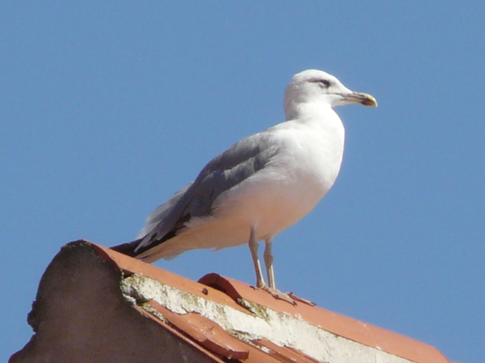 la sentinella del mare