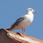 la sentinella del mare