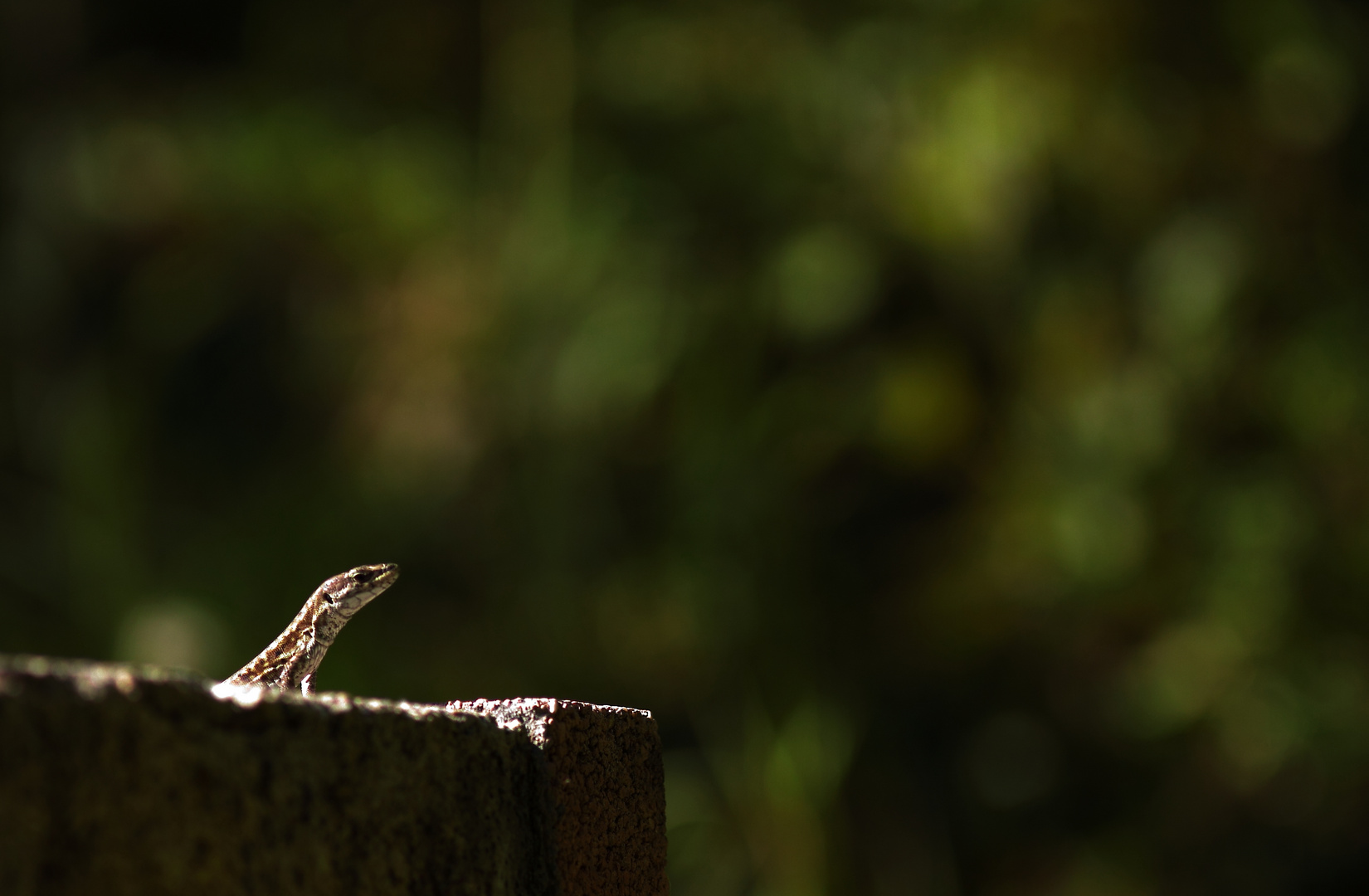 la sentinelle