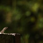 la sentinelle