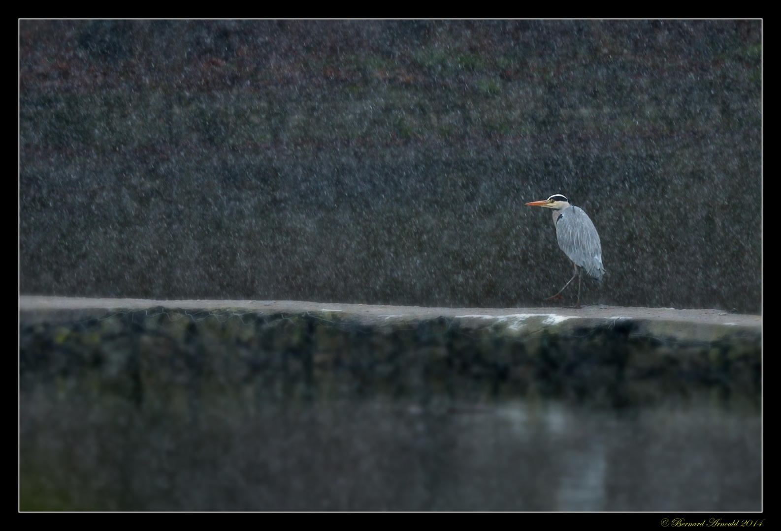 La sentinelle des neiges