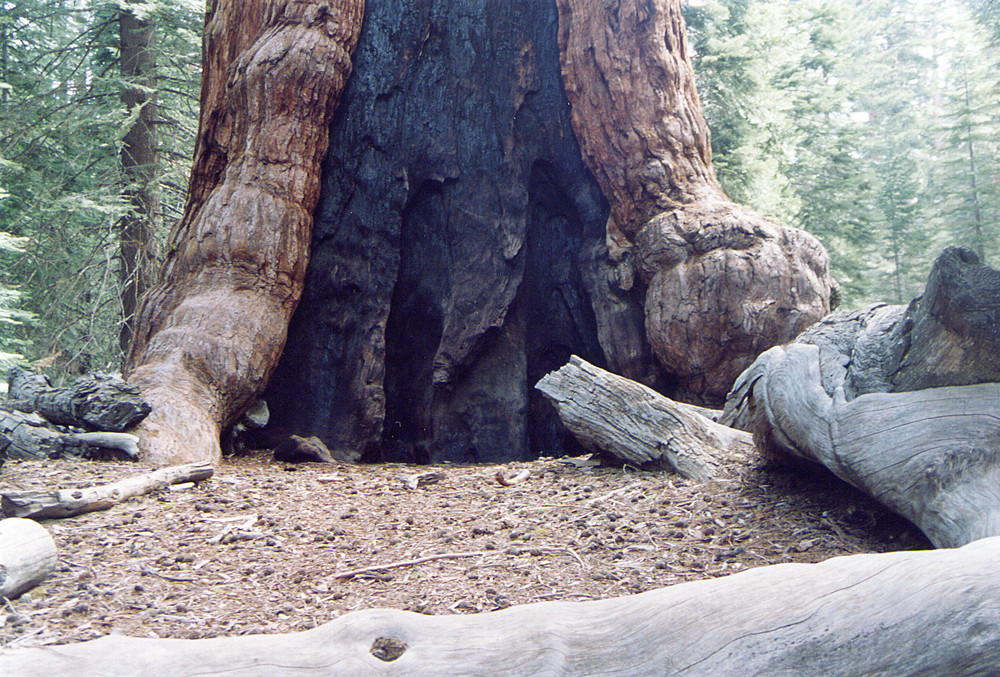 La sequoia più grande del mondo