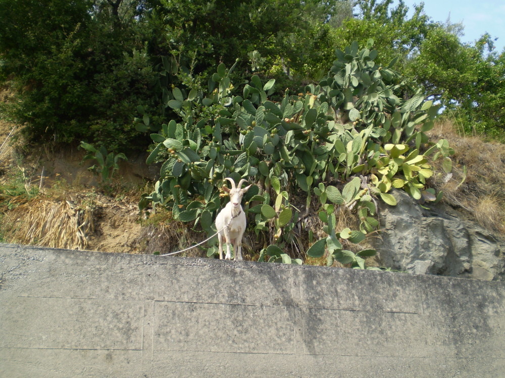 la sicilia..fauna,flora e cemento!!