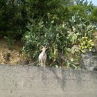 la sicilia..fauna,flora e cemento!!