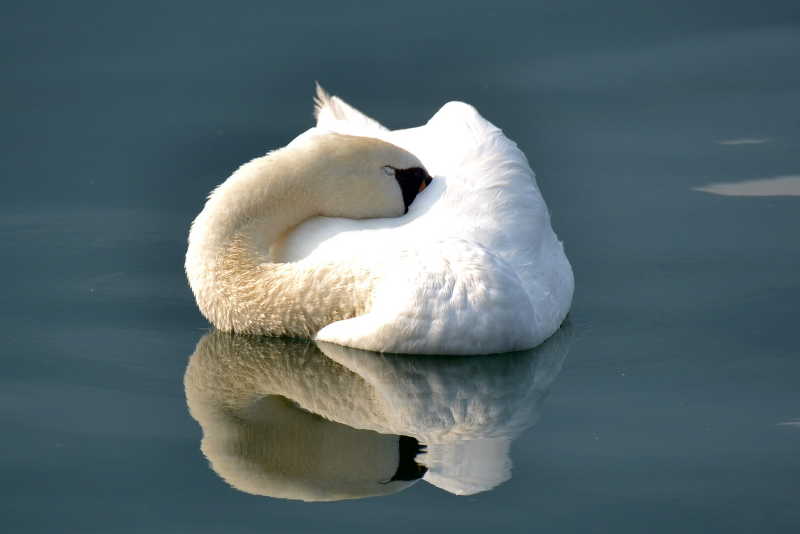 La siesta del cigno 