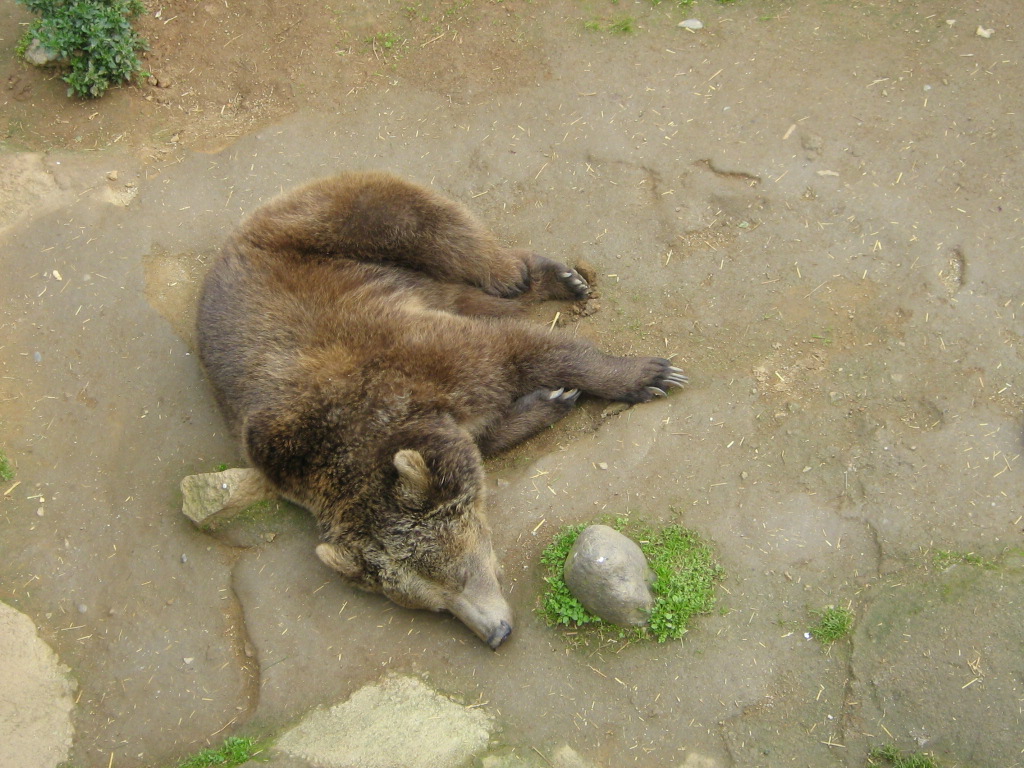 La siesta del oso