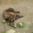 La siesta del oso