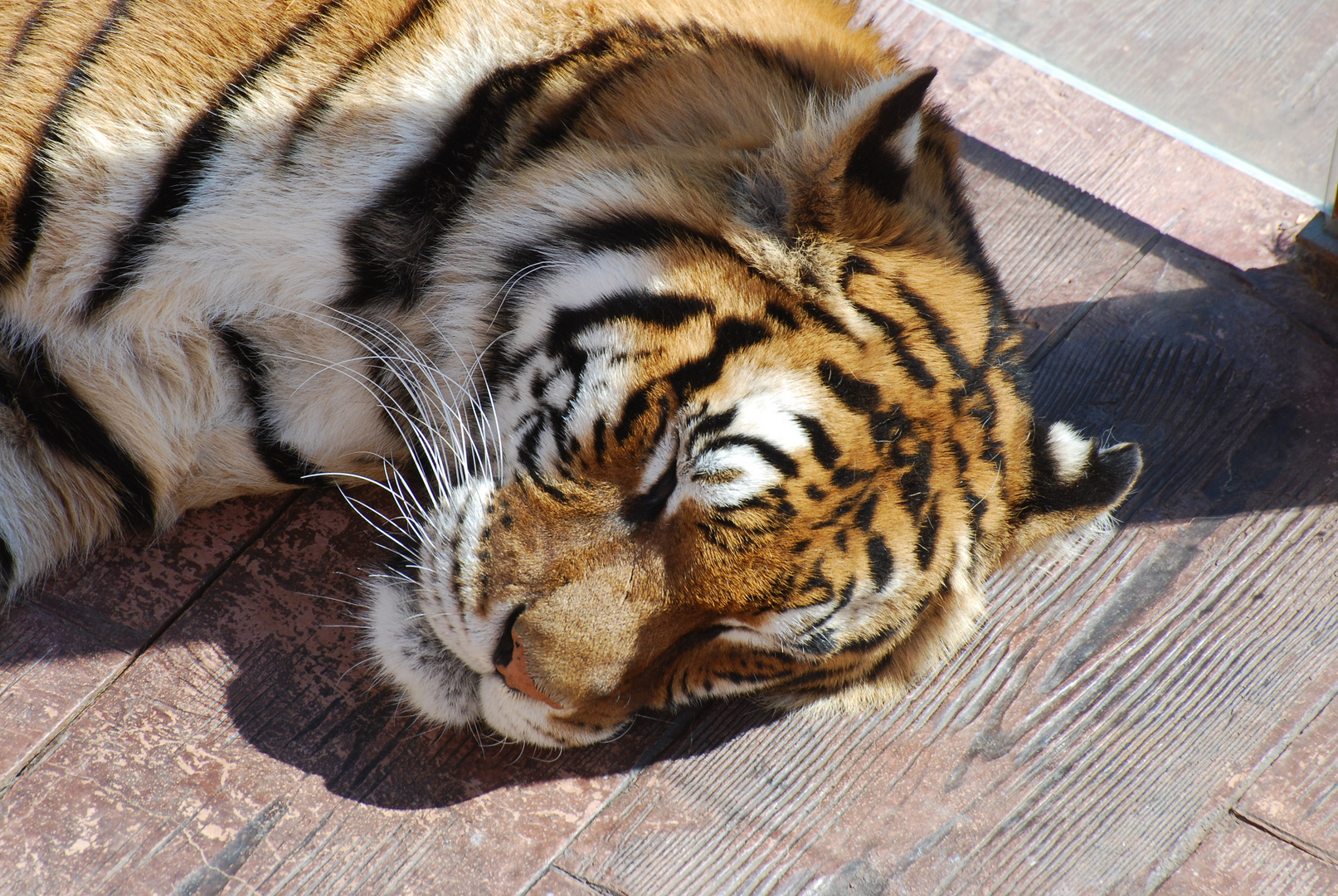 La siesta del Tigre