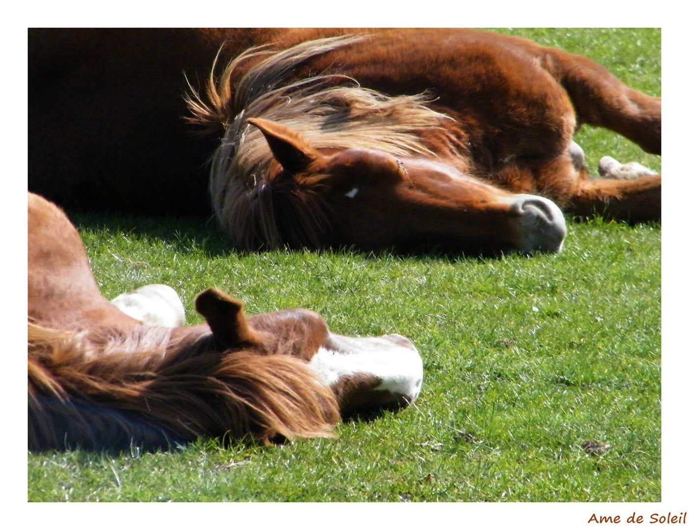 La sieste...