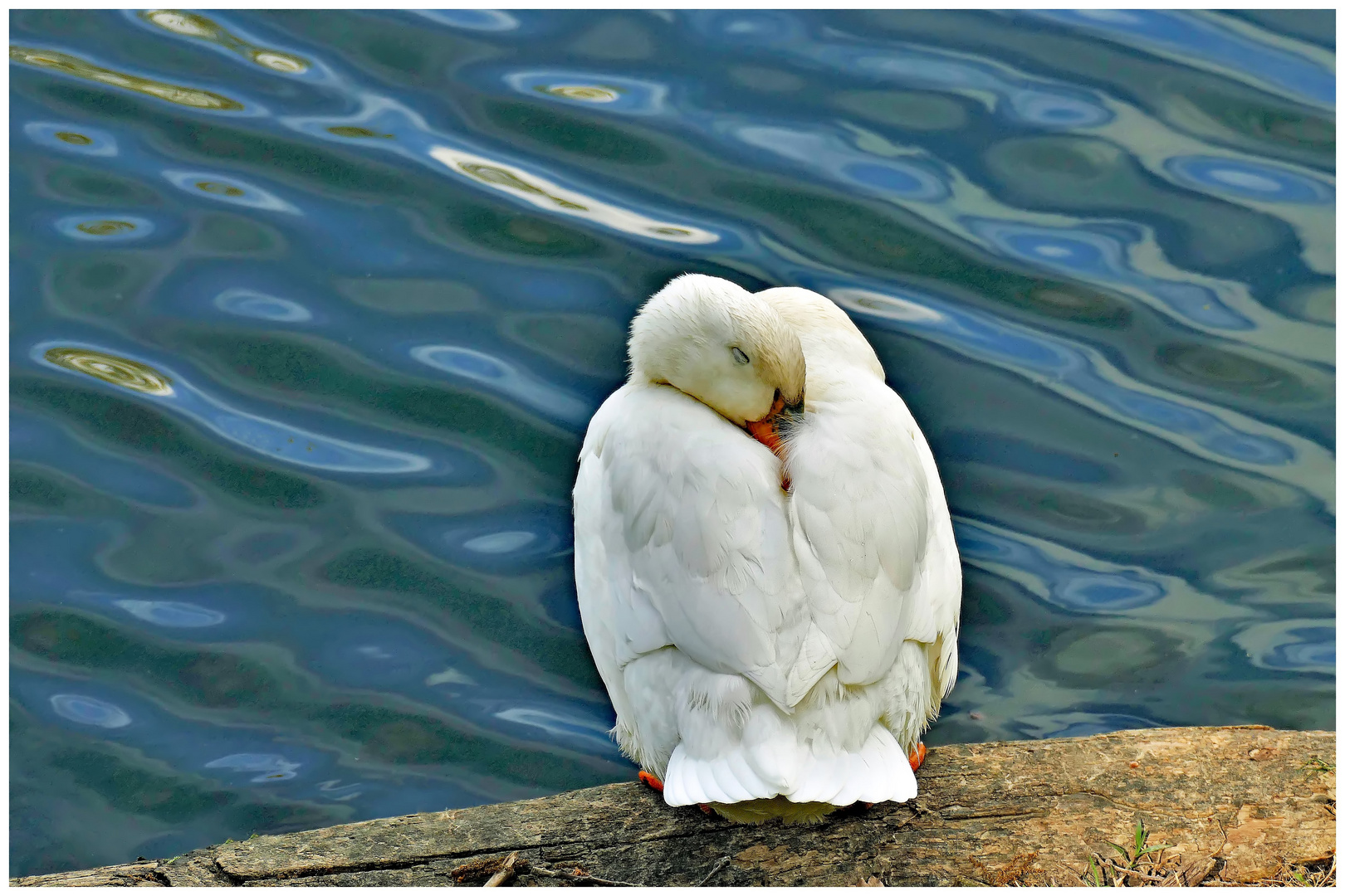 la sieste au bord de l eau turquoise ....