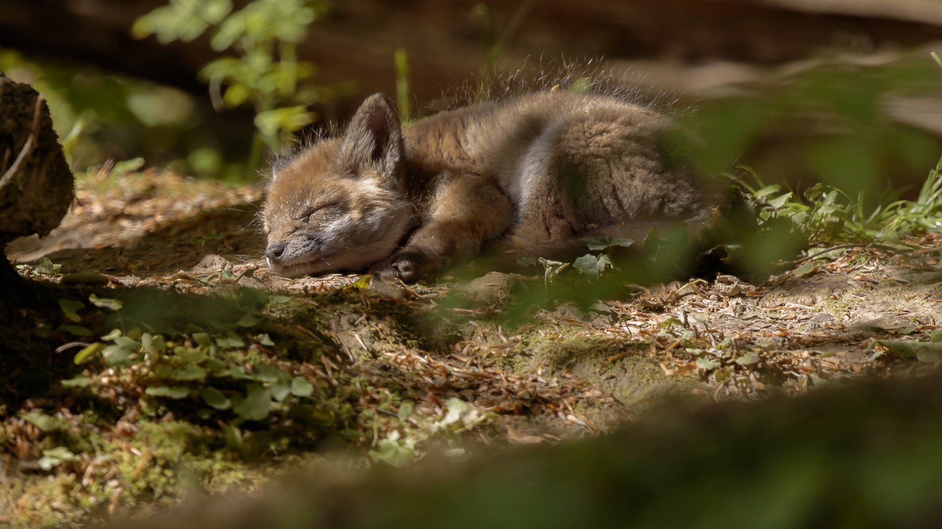 La sieste,