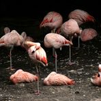 La sieste des flamants roses 