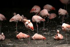 La sieste des flamants roses 