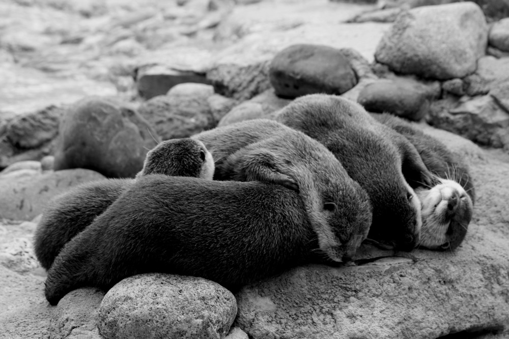 la sieste des loutres