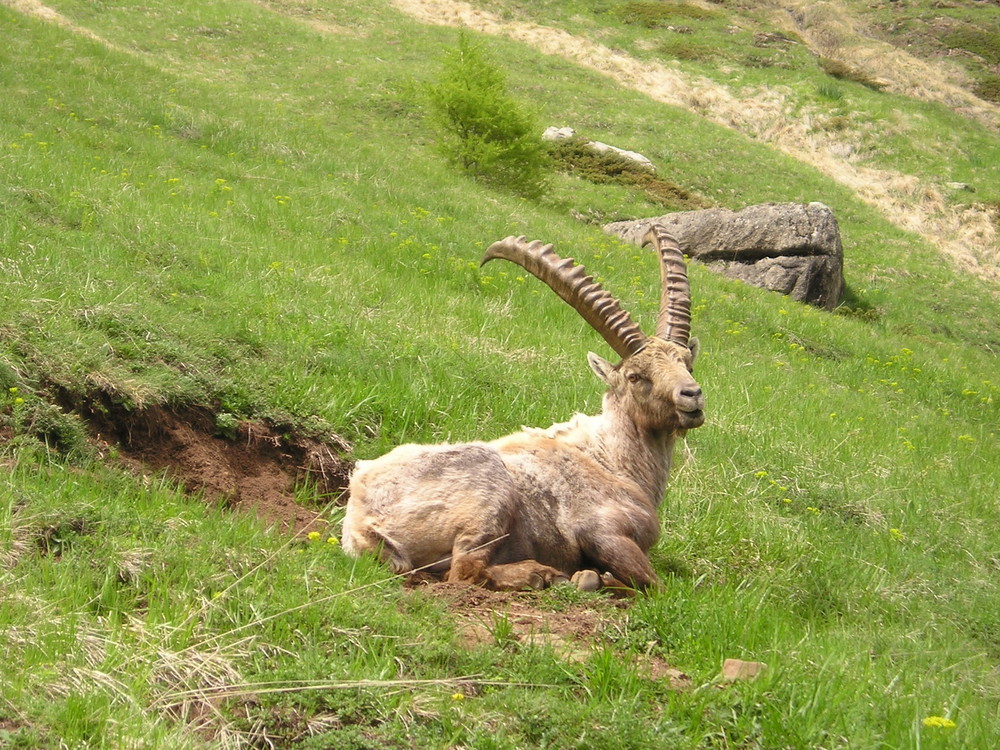 la sieste du bouquetin