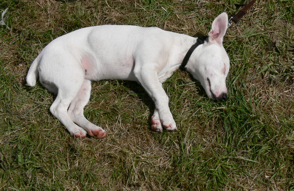 La sieste du cochon-chien !!