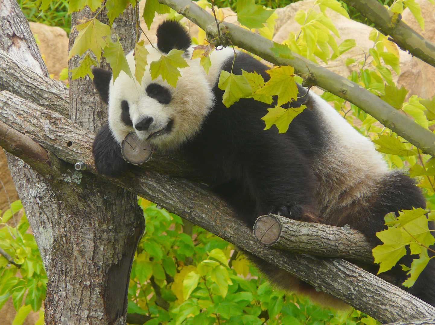 La sieste du grand panda