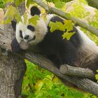 La sieste du grand panda