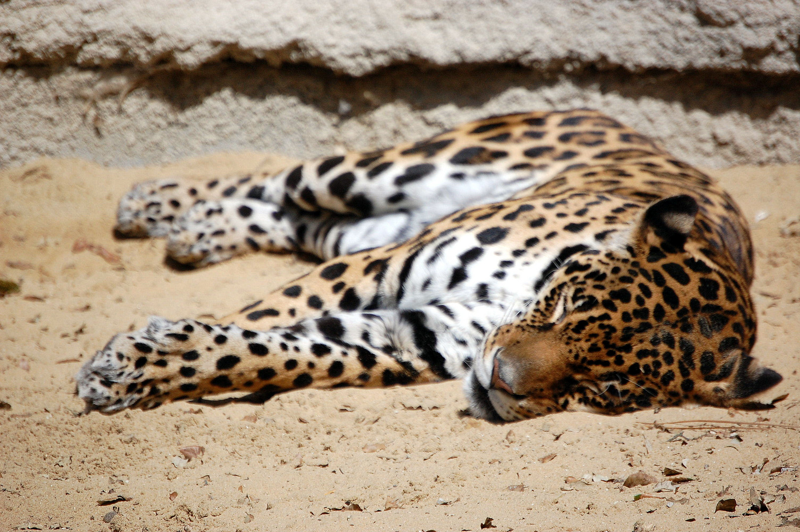 La sieste du Leopard