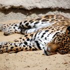 La sieste du Leopard